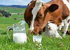 Ученые придумали, как повысить содержание йода в коровьем молоке и мясе